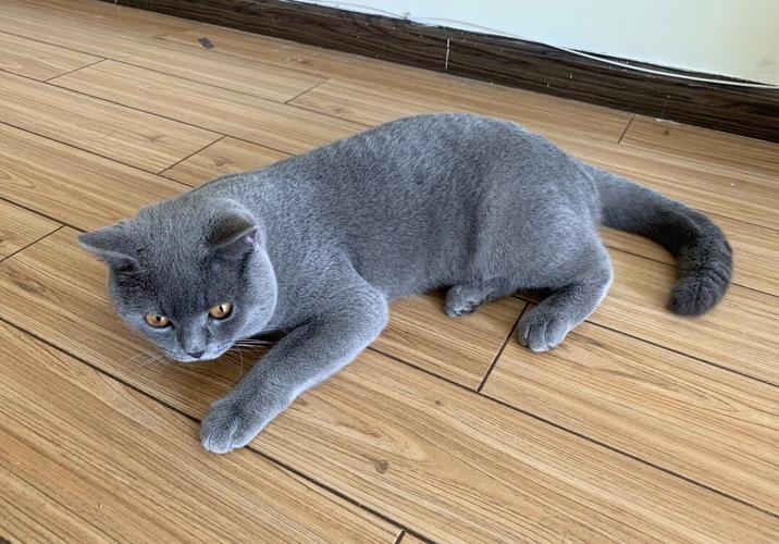 英短蓝猫品相怎么训练