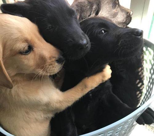 拉布拉多幼犬啃东西怎么办