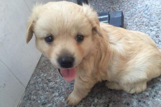 金毛幼犬上吐下泻不吃东西怎么办