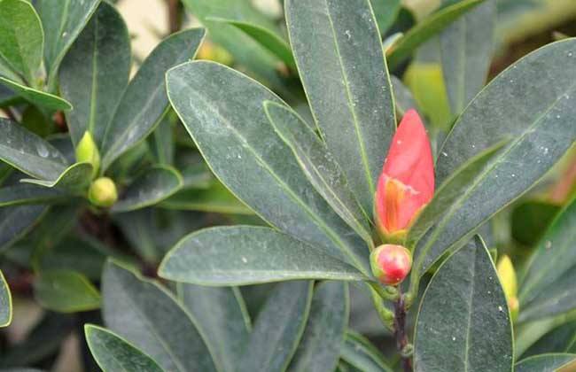四季茶花养殖注意事项