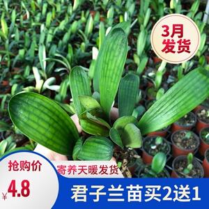 君子兰幼苗的养殖方法