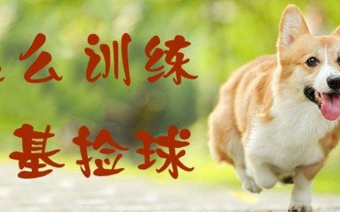 怎么训练狗捡回来球