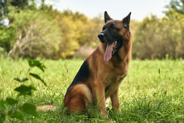 德牧犬的训练方法