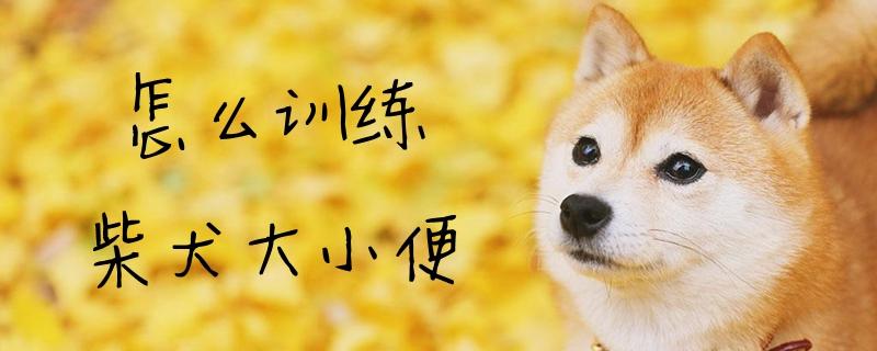 柴犬排便训练