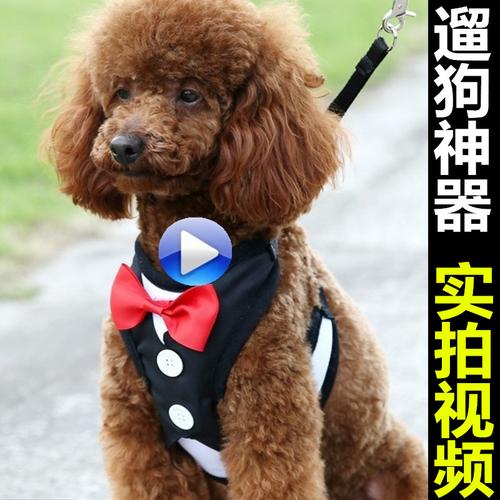 如何用牵引绳训练泰迪