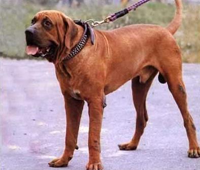 土佐犬的训练