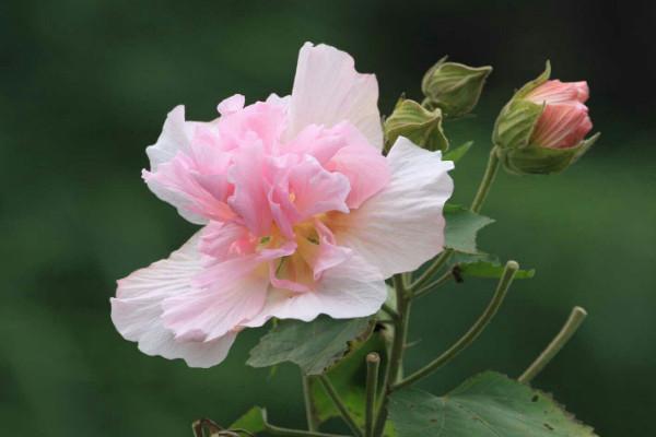芙蓉花芙蓉花怎样栽培