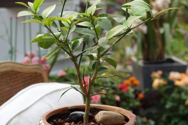 花叶树养殖方法