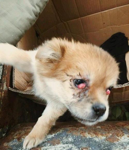 小狗眼睛进东西了怎么办啊