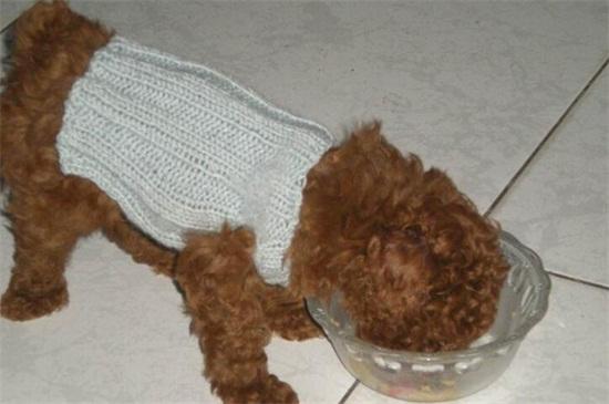犬产后不吃东西怎么办