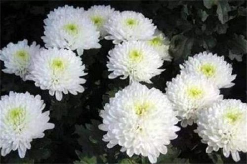 独本菊栽培