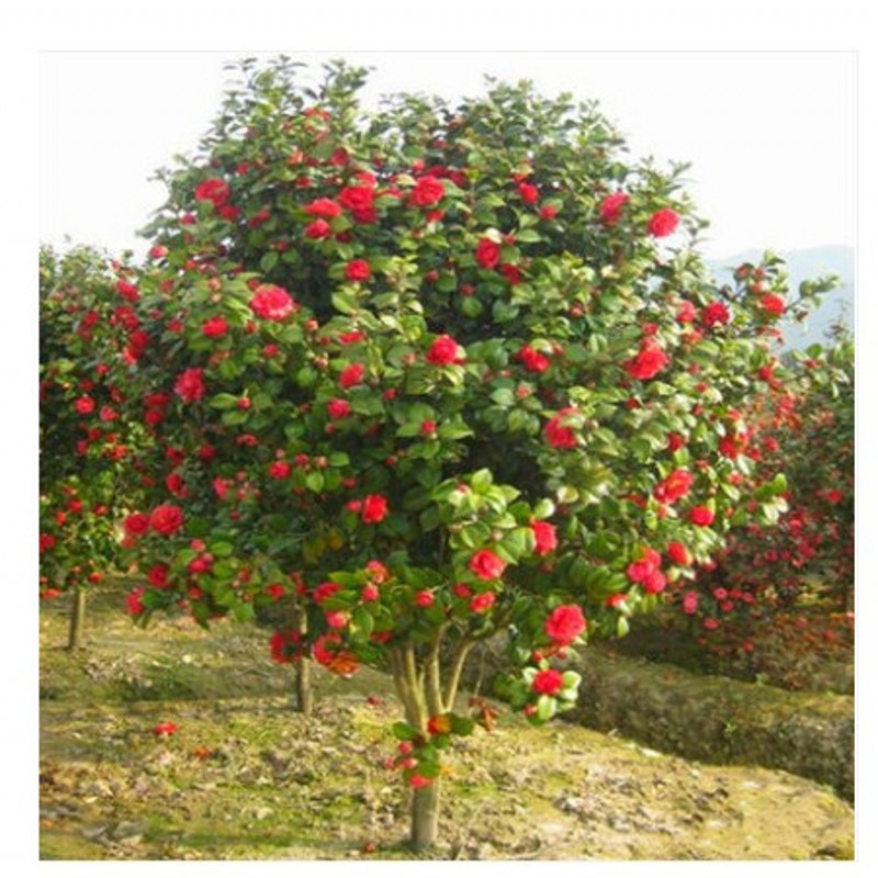 茶花树种植方法
