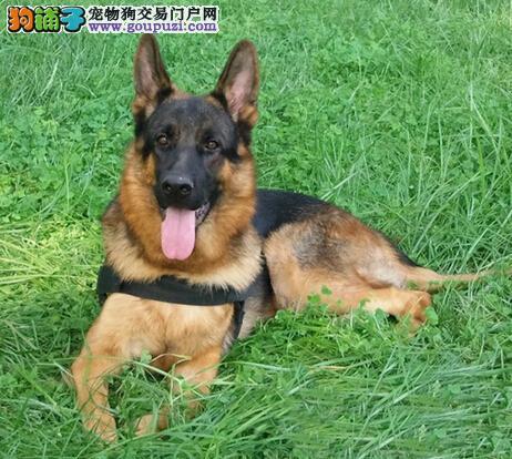 牧羊犬的训练方法视频