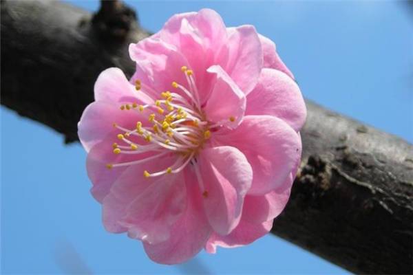 梅花栽培和养护管理
