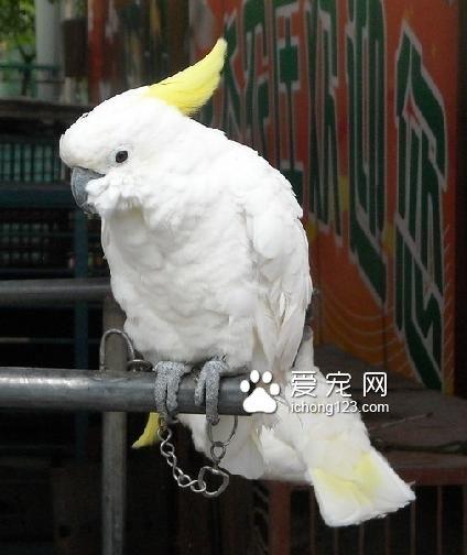 怎么训练牡丹鹦鹉说话