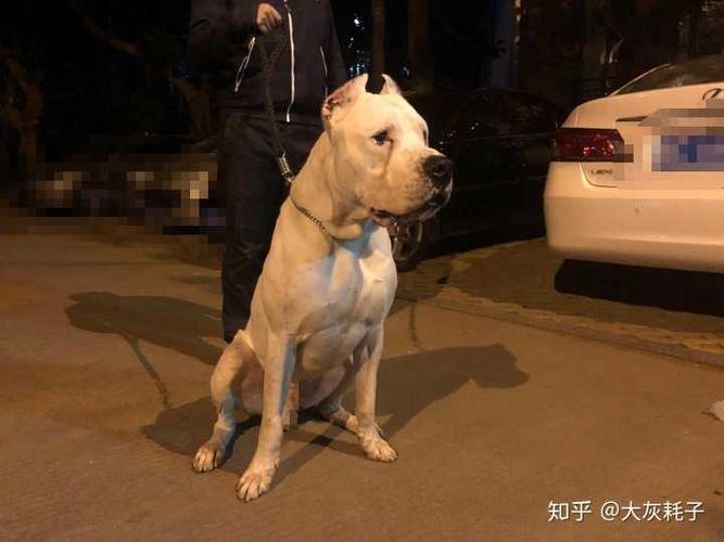 杜高肌肉训练法