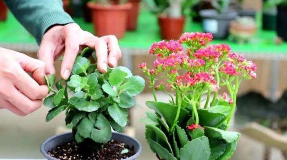 长寿花养的方法