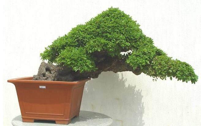 提高盆景树桩栽培的成活率