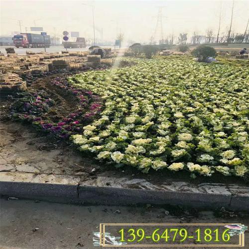 羽衣甘蓝 基质栽培