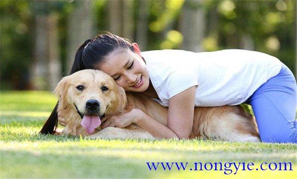 如何训练犬卧等待
