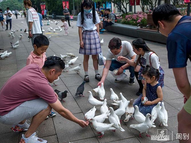 鸽子怎么训练与人亲近