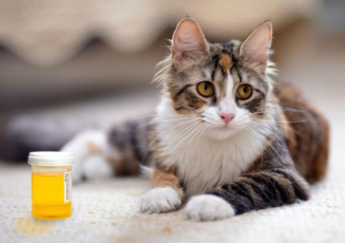 12岁老猫 瘦 吐 肾衰 不吃东西