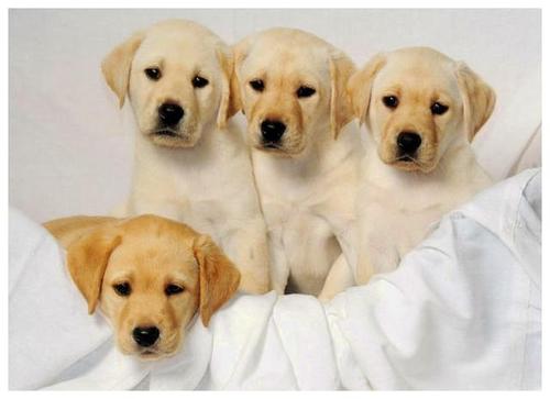 拉布拉多幼犬总是爱吃东西怎么回事