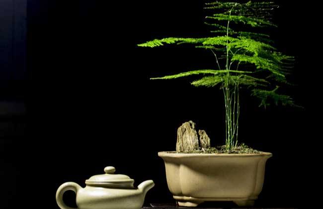 文竹的养殖注意事项