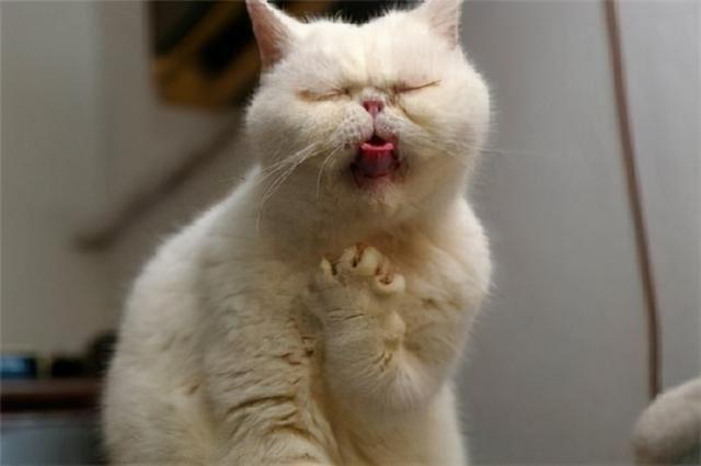 猫猫吐了还不吃东西怎么办