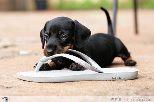 狗要叼东西怎么办