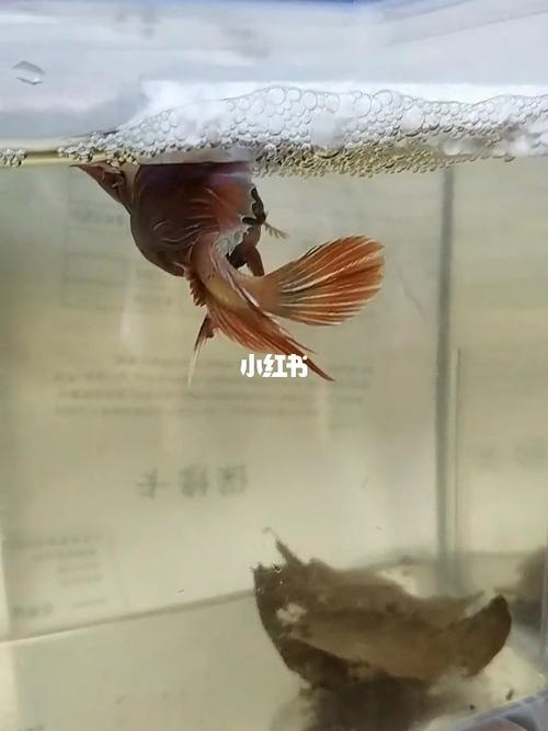 斗鱼繁殖需要的东西