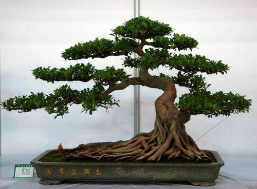 盆景盆栽的的栽培方法