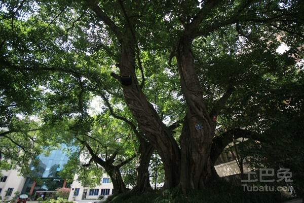 黄角树栽培方法