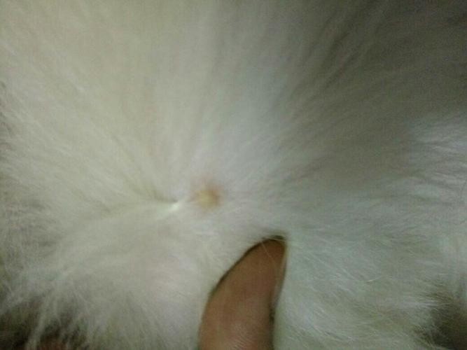 狗狗身上痒有白色东西怎么办