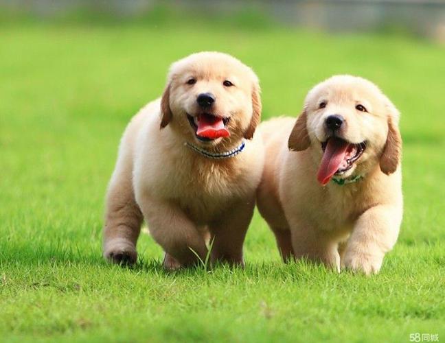 怎样训练幼犬金毛