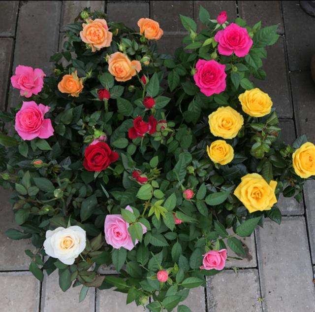 室外月季花的养殖方法