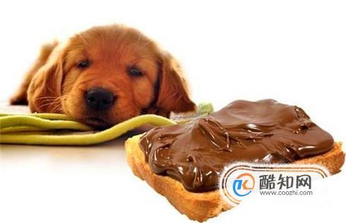 小狗乱吞东西怎么办