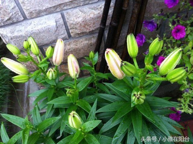 土植栽培的百合花开完怎么弄