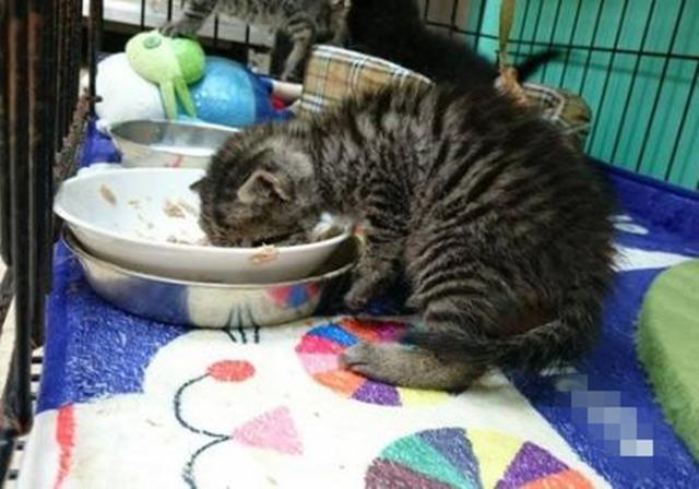猫换新家两天不吃东西怎么办