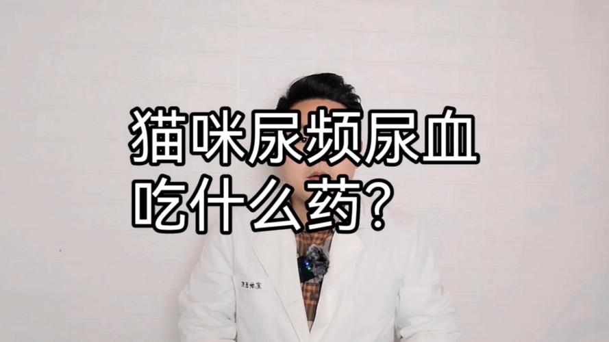 猫尿血 滴血 不吃东西 虚弱