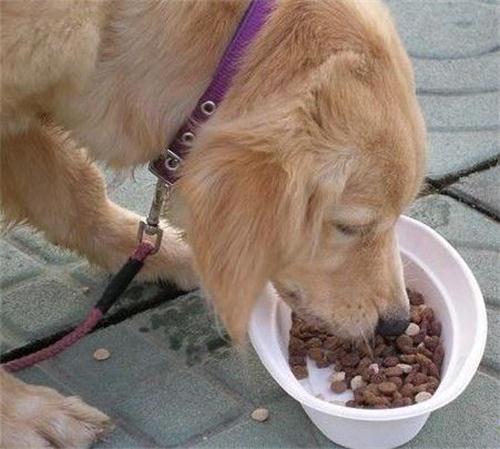 金毛犬吃东西拉肚子吃什么药