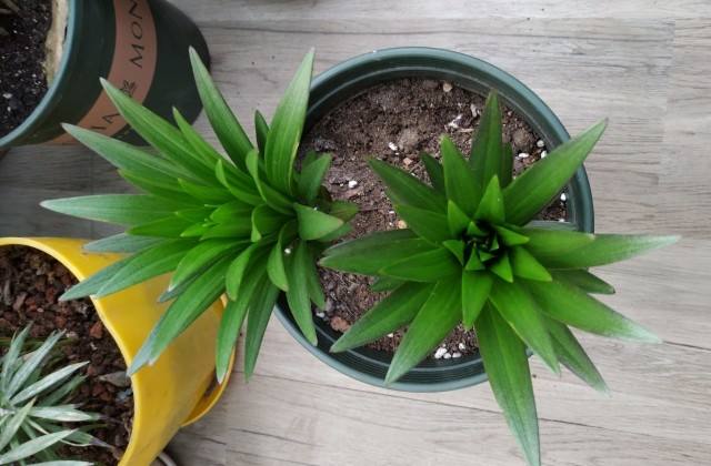 百合花盆栽怎么养殖方法