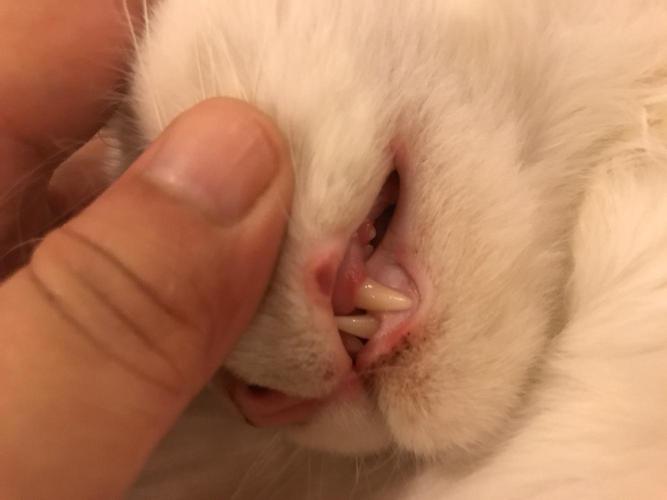 猫猫出现口炎吃不了东西