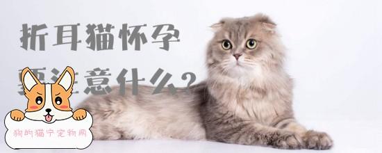 猫怀孕期间需要主要什么东西