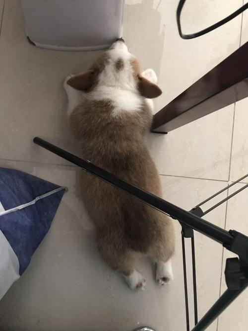 柯基怎么训练躺下