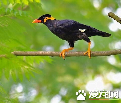 如何训练鹩哥