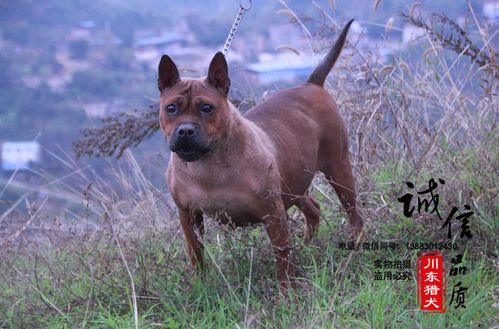如何训练川东猎犬