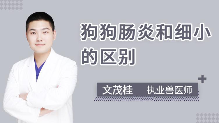 狗肠炎不肯吃东西怎么办