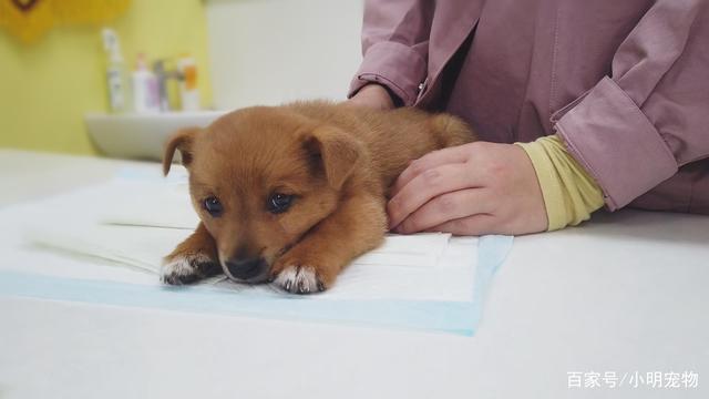细小狗狗开始吃东西怎么办