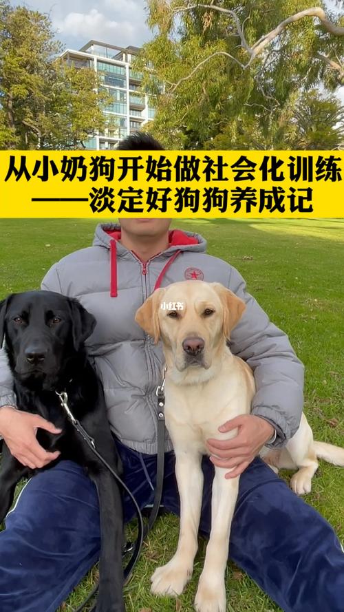 小狗的社会化训练